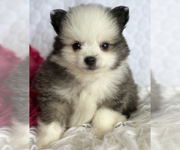 Medium Photo #7 Pomeranian Puppy For Sale in ROCK STREAM, NY, USA