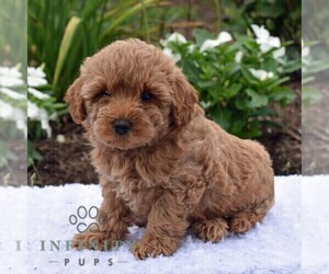 Poodle (Toy)-Shorkie Tzu Mix Puppy for sale in MILLERSTOWN, PA, USA
