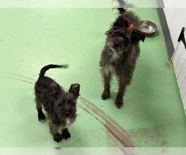 Medium Photo #3 Mutt Puppy For Sale in Phoenix, AZ, USA