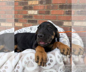 Mutt Dogs for adoption in Goodyear, AZ, USA