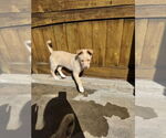 Small #9 Huskies -Labrador Retriever Mix