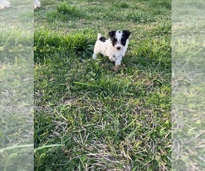 Scottish Terrier Puppy for sale in CARTERSVILLE, GA, USA