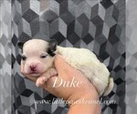 Image preview for Ad Listing. Nickname: Duke