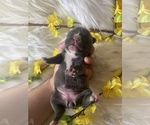 Small Photo #2 French Bulldog Puppy For Sale in WESTMINSTER, CA, USA