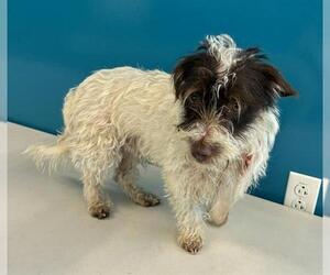 Mutt Dogs for adoption in San Martin, CA, USA