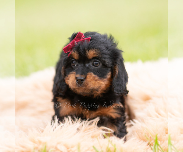 Medium Photo #23 Cavapoo (Miniature) Puppy For Sale in WARSAW, IN, USA