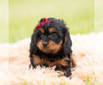 Small Photo #23 Cavapoo (Miniature) Puppy For Sale in WARSAW, IN, USA