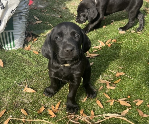 View Ad Goldmaraner Litter of Puppies for Sale near Florida, ORLANDO