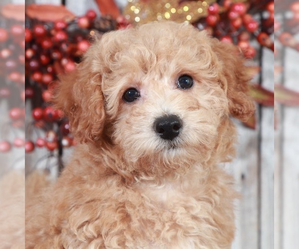 Medium Photo #2 Poochon Puppy For Sale in MOUNT VERNON, OH, USA