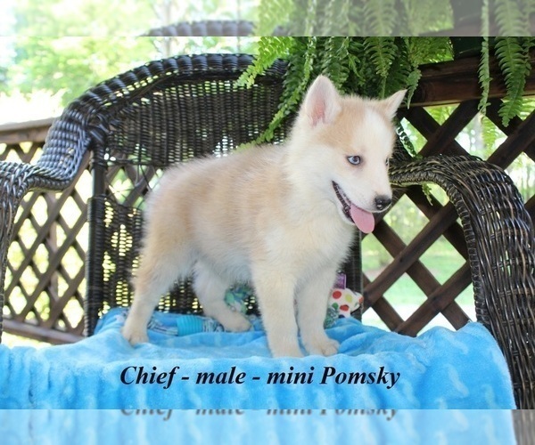 Medium Photo #4 Pomsky Puppy For Sale in CLARKRANGE, TN, USA