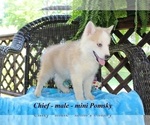 Small Photo #4 Pomsky Puppy For Sale in CLARKRANGE, TN, USA