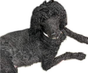 Mother of the Goldendoodle puppies born on 04/23/2025