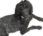 Small Photo #1 Goldendoodle Puppy For Sale in MARICOPA, AZ, USA