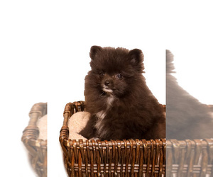 Pomeranian Puppy for sale in MC CALL CREEK, MS, USA