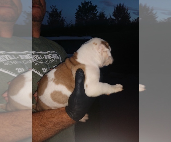 Medium Photo #6 American Bulldog Puppy For Sale in MILLS RIVER, NC, USA