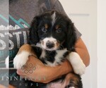 Small #2 Bernedoodle (Miniature)