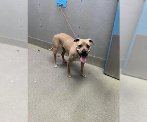 Mutt Dogs for adoption in Las Vegas, NV, USA