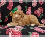 Small Photo #3 Aussiedoodle Miniature  Puppy For Sale in NOTTINGHAM, PA, USA