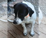 Small #3 Beagle-Pointer Mix