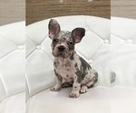 Puppy Jasper French Bulldog