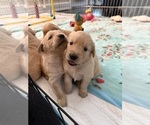 Small Photo #4 Golden Retriever Puppy For Sale in EXTON, PA, USA