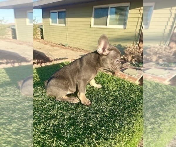 Medium Photo #9 French Bulldog Puppy For Sale in TALLAHASSEE, FL, USA