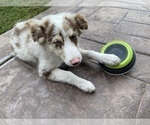 Small Photo #6 Border Collie Puppy For Sale in CHULA VISTA, CA, USA