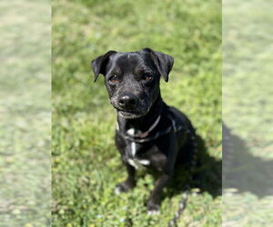 Chihuahua-Unknown Mix Dogs for adoption in Chico, CA, USA