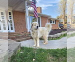 Small #2 Great Pyrenees
