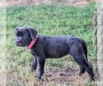 Puppy Diamondpurple Cane Corso