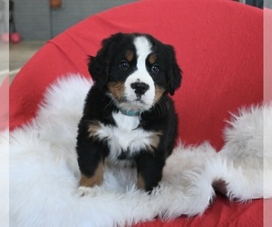 Bernese Mountain Dog Puppy for sale in SUGARCREEK, OH, USA