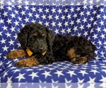 Small Photo #4 Double Doodle Puppy For Sale in CHRISTIANA, PA, USA