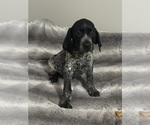 Small Photo #35 German Shorthaired Pointer Puppy For Sale in STATE COLLEGE, PA, USA