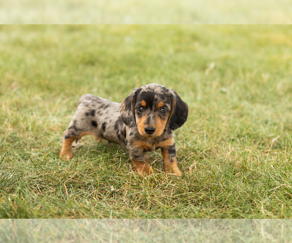 Medium Photo #3 Dachshund Puppy For Sale in NAPPANEE, IN, USA