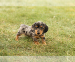 Small #2 Dachshund