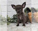 Small #23 Chihuahua
