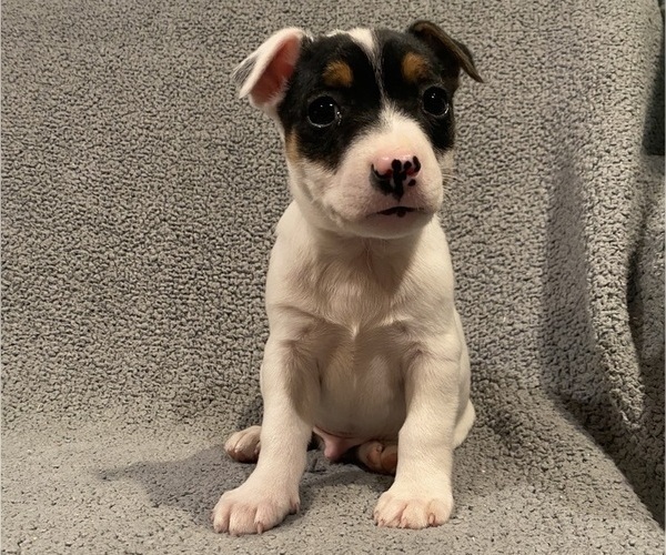 Medium Photo #17 Jack Russell Terrier Puppy For Sale in RICHMOND, MI, USA