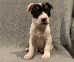 Small #16 Jack Russell Terrier