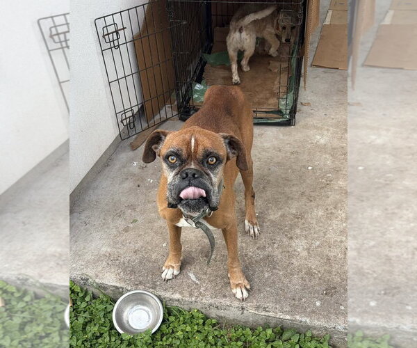 Medium Photo #1 Boxer Puppy For Sale in Dumont, NJ, USA