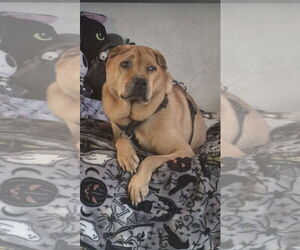 Mutt Dogs for adoption in Fort Collins, CO, USA