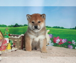 Small Photo #7 Shiba Inu Puppy For Sale in DALLAS, TX, USA