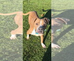 Small #4 American Staffordshire Terrier Mix