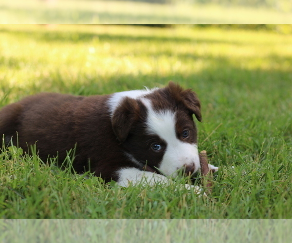 Medium Photo #1 Border Collie Puppy For Sale in BERRIEN SPRINGS, MI, USA