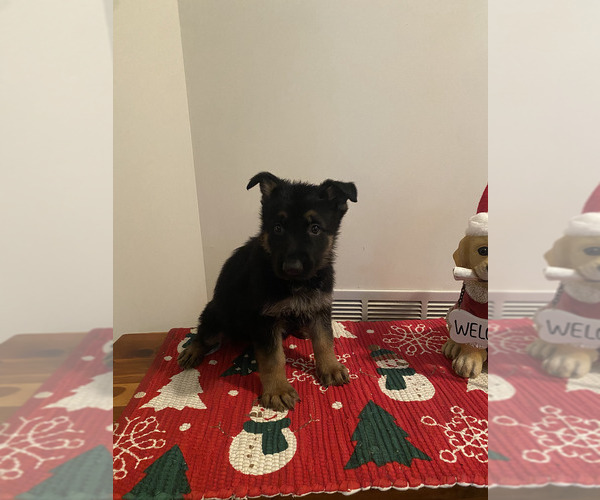 Medium Photo #2 German Shepherd Dog Puppy For Sale in DOUGLASVILLE, GA, USA