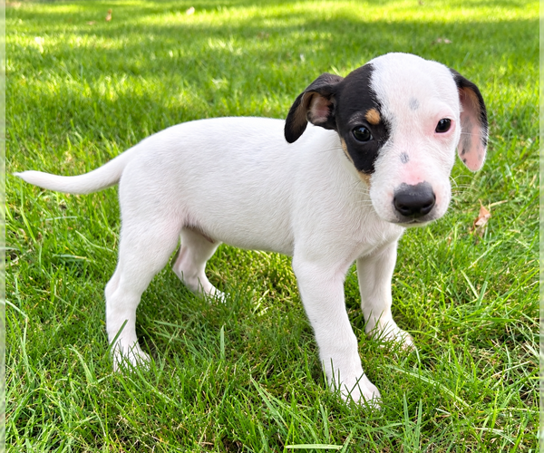 Medium Photo #4 Jack-Rat Terrier Puppy For Sale in FAIR HAVEN, MI, USA