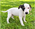 Jack - Male Jack-Rat Terrier Puppy for Sale - Photo #4