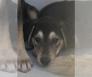 Huskies -Unknown Mix Dogs for adoption in Houston, TX, USA