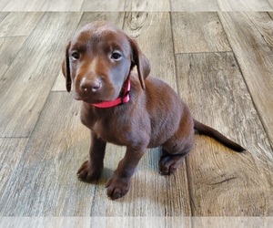 Labrador Retriever Litter for sale in PURDY, MO, USA