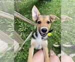 Small German Shepherd Dog Mix