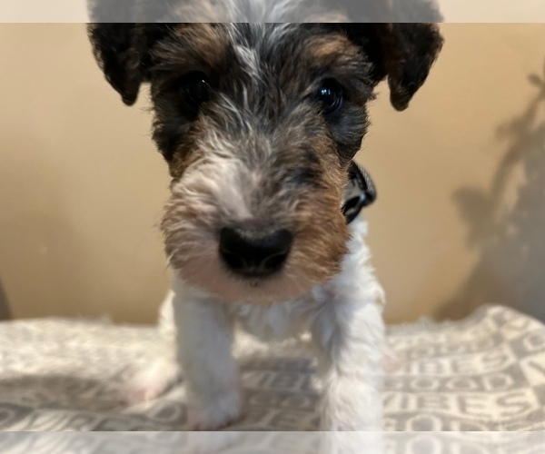 Medium Photo #12 Wire Fox Terrier Puppy For Sale in FEASTERVILLE, PA, USA